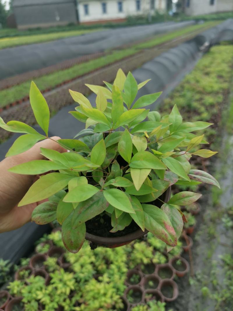 火焰南天竹东方红南天竹冬天红叶新品彩化苗木