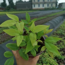 火焰南天竹东方红南天竹冬天红叶新品彩化苗木