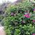 黄刺玫红刺玫种子带刺玫瑰花种子进口刺园林绿化观赏花卉种籽