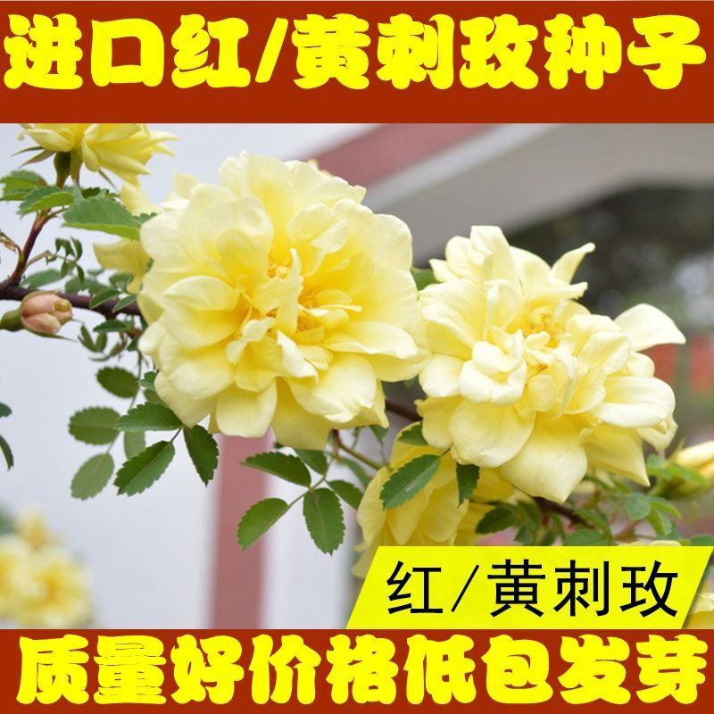 黄刺玫红刺玫种子带刺玫瑰花种子进口刺园林绿化观赏花卉种籽