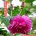 黄刺玫红刺玫种子带刺玫瑰花种子进口刺园林绿化观赏花卉种籽