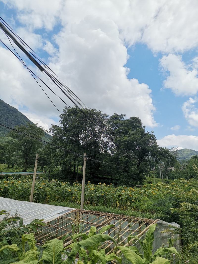 2023年去青皮贵州老树核桃非嫁接薄壳预售