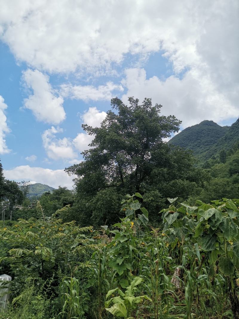 2023年去青皮贵州老树核桃非嫁接薄壳预售