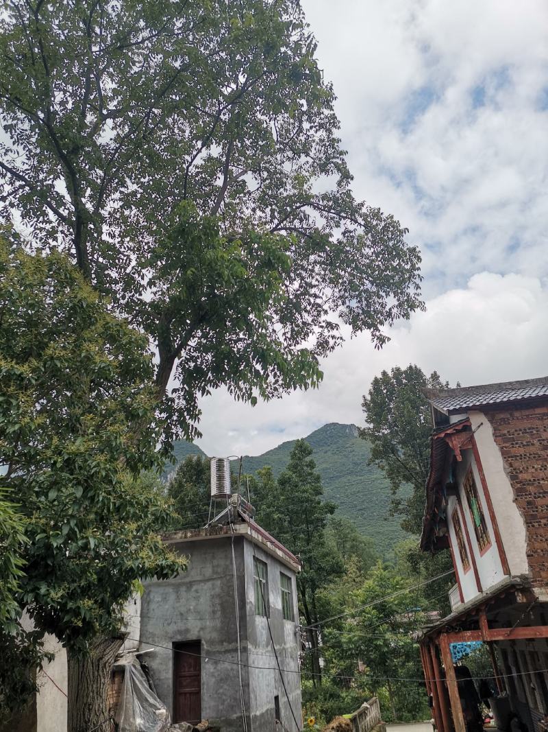 2023年去青皮贵州老树核桃非嫁接薄壳预售