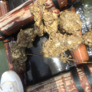 生蚝批发，钦州三墩大蚝
