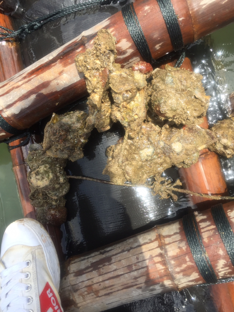 生蚝批发，钦州三墩大蚝