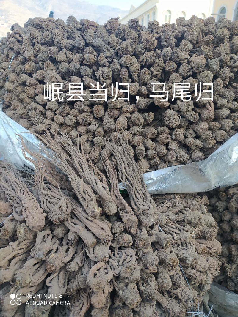 当归岷当归马尾归无硫原条黑高含量品质优新货大量现货供应