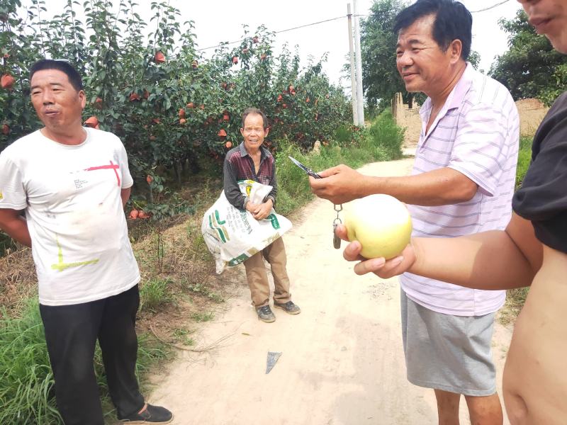 皇冠梨，陕西黄冠梨，皇冠梨产地价格，皇冠梨基地合作社