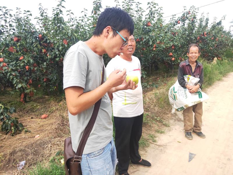 皇冠梨，陕西黄冠梨，皇冠梨产地价格，皇冠梨基地合作社