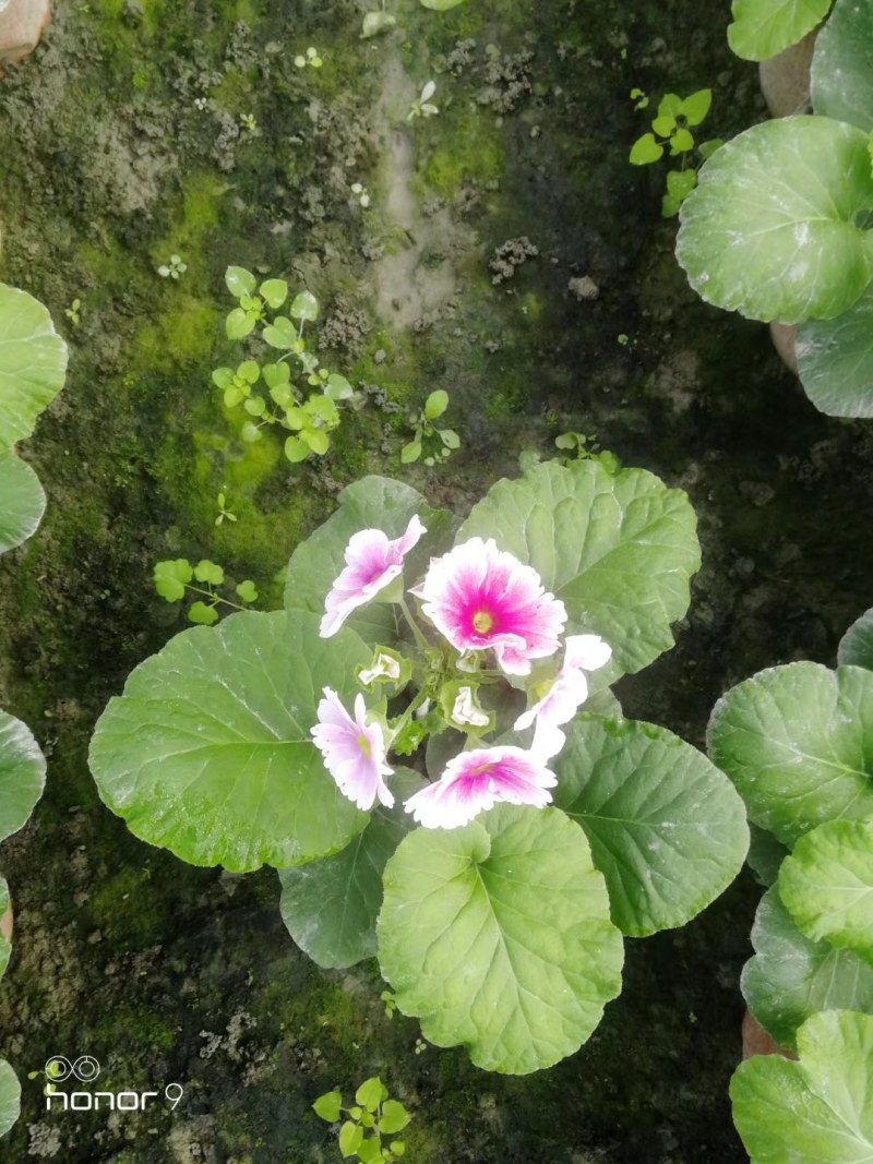 大花樱草双色杯杯苗10-15公分，基地直销