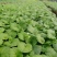 大花樱草双色杯杯苗10-15公分，基地直销