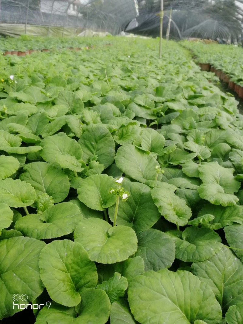 大花樱草双色杯杯苗10-15公分，基地直销