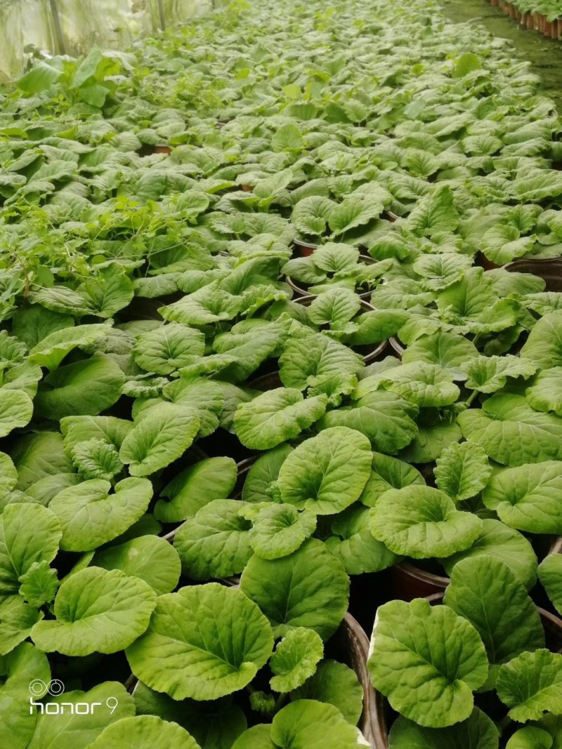 大花樱草双色杯杯苗10-15公分，基地直销