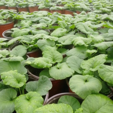 大花樱草双色杯杯苗10-15公分，基地直销