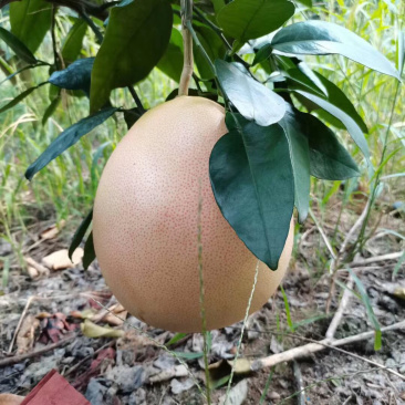 广西，三红蜜柚大量上市中，红度好，水份充足，口感甜