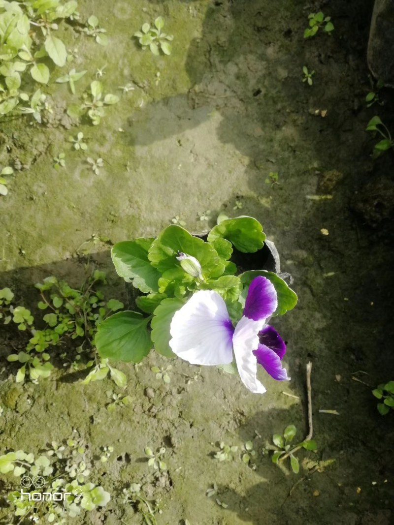三色堇杯苗10-15公分，黄色，紫色，多色可选。