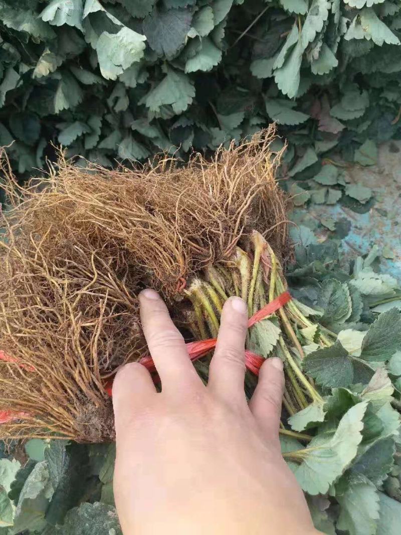 脱毒红颜草莓苗，章姬妙香法兰地宁玉品种保证顺丰航空包邮