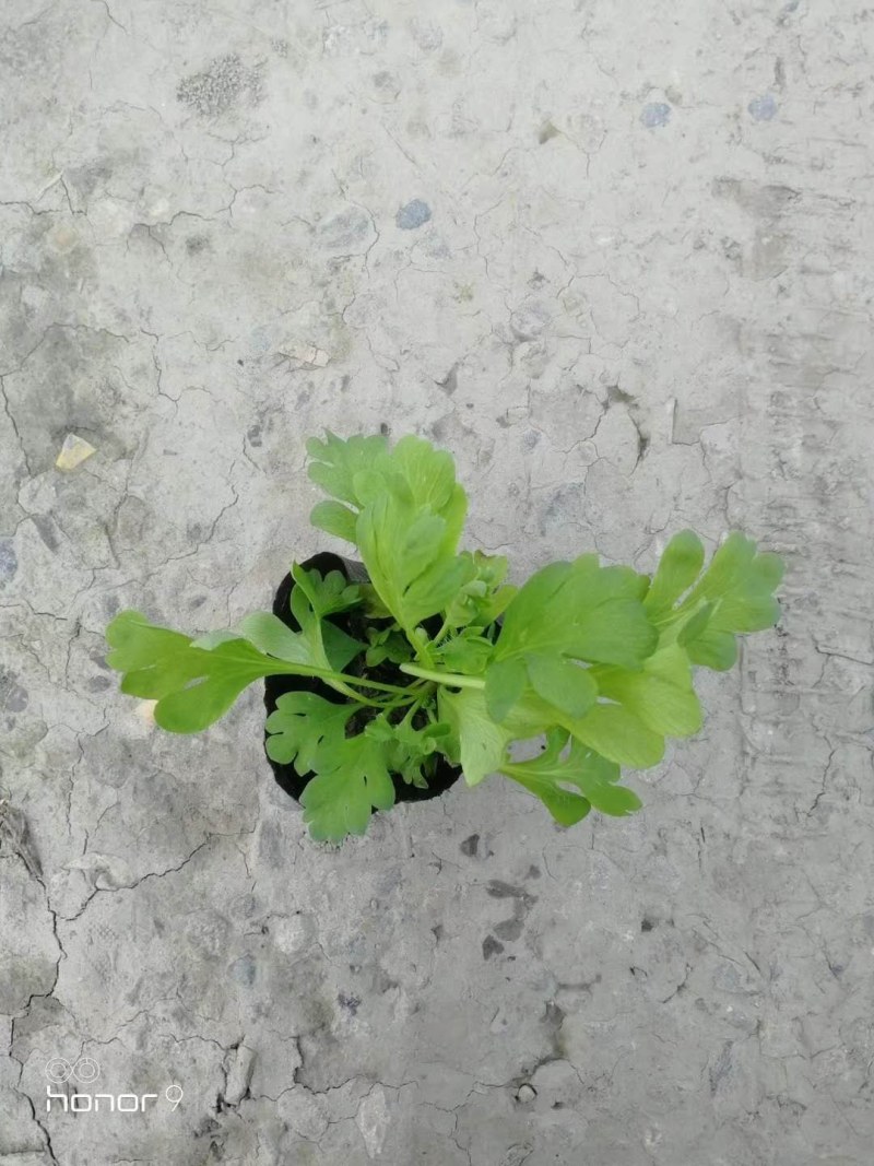 虞美人杯苗10-15公分，枝叶茂盛，适合工程用苗。