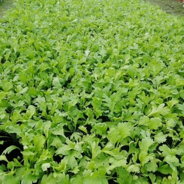 虞美人杯苗10-15公分，枝叶茂盛，适合工程用苗。