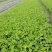 虞美人杯苗10-15公分，枝叶茂盛，适合工程用苗。
