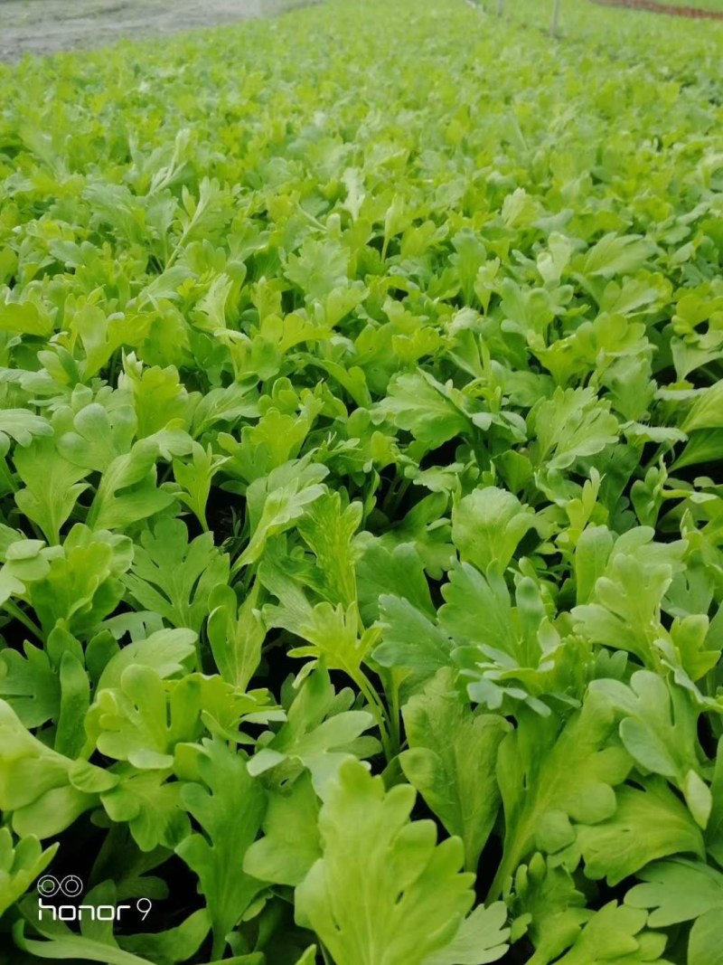 虞美人杯苗10-15公分，枝叶茂盛，适合工程用苗。