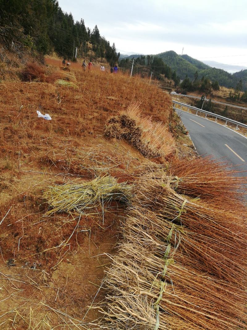 大量供应国家名贵树秒金钱松树苗，欢迎新老客户下单