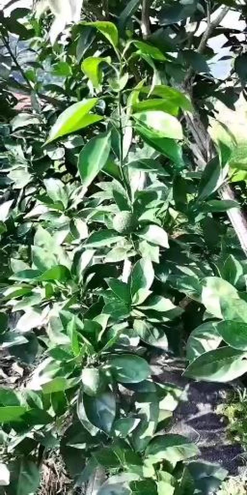 （厂家直供）柑橘专用肥适用于脐橙，沃柑，甜橙，奶橘