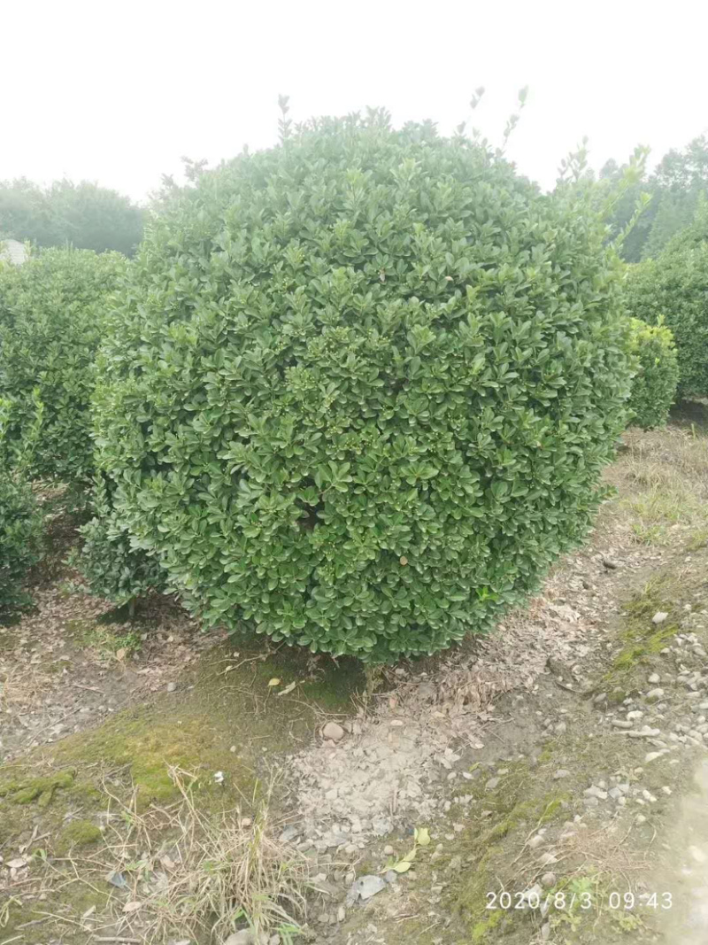 大叶黄杨种植户，正叶球，冬青卫矛球批发价
