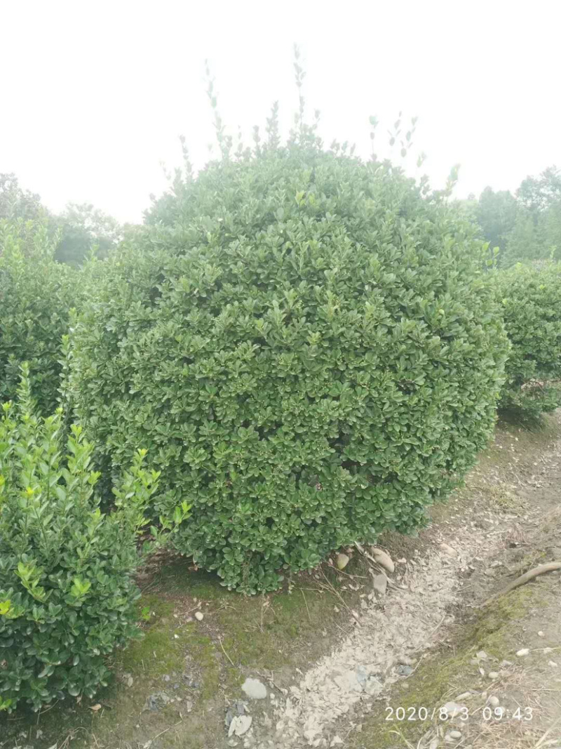 大叶黄杨种植户，正叶球，冬青卫矛球批发价
