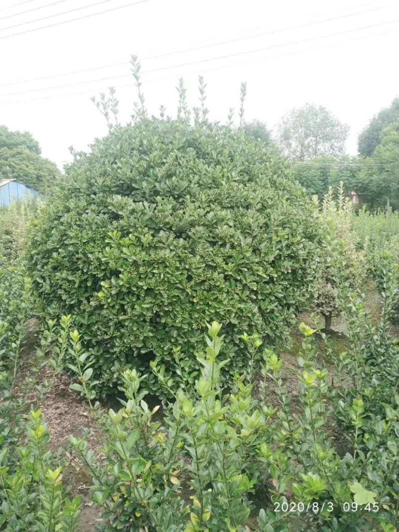 大叶黄杨种植户，正叶球，冬青卫矛球批发价