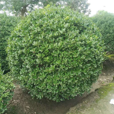 大叶黄杨种植户,正叶球,冬青卫矛球批发价