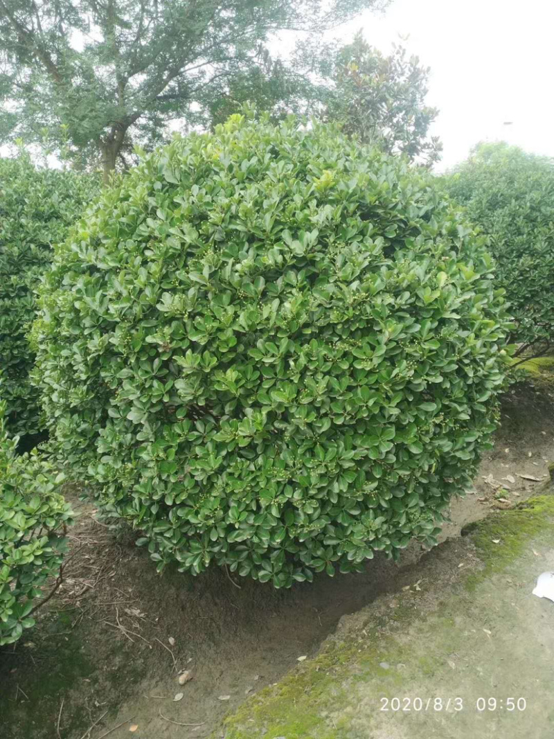 大叶黄杨种植户，正叶球，冬青卫矛球批发价