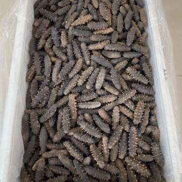 朝鲜淡干海参！特价！1150每斤！40头包邮