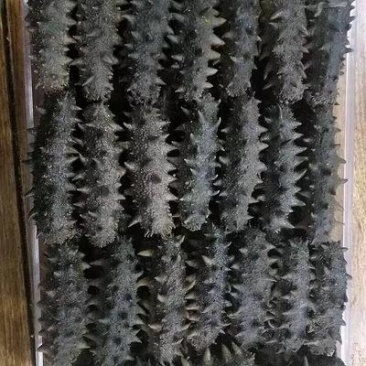 辽参！半干！12倍发泡率！40头左右，大连海参！