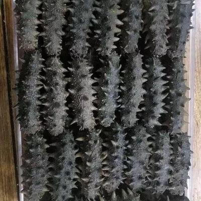 辽参！半干！12倍发泡率！40头左右，大连海参！