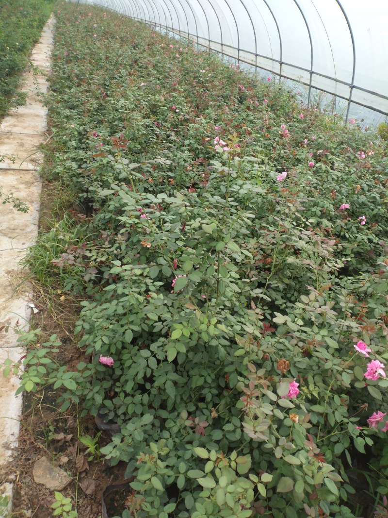 树状月季1~5公分高杆月季量大优惠工程月季
