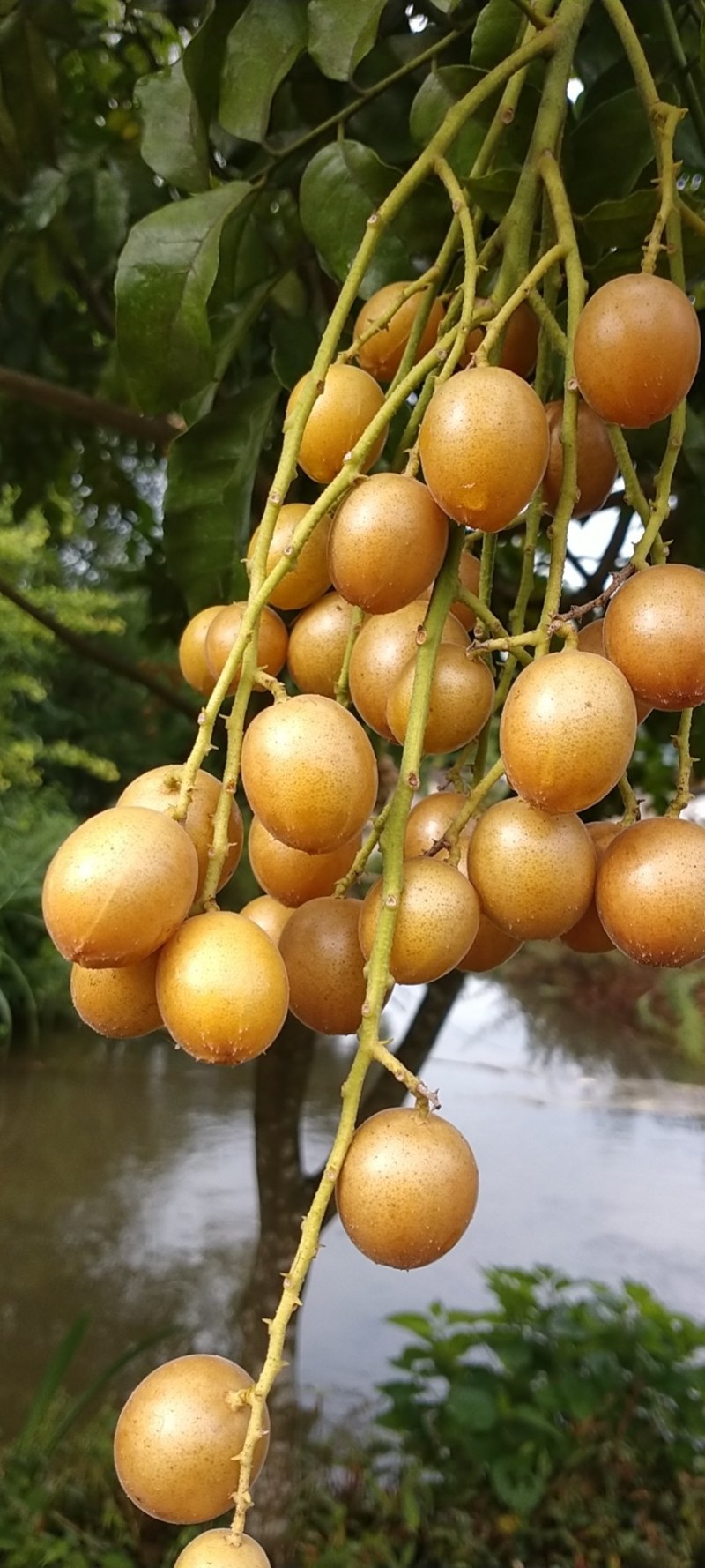 桂林阳朔黄皮果，口感好，颜色好，果肉多，水份充足