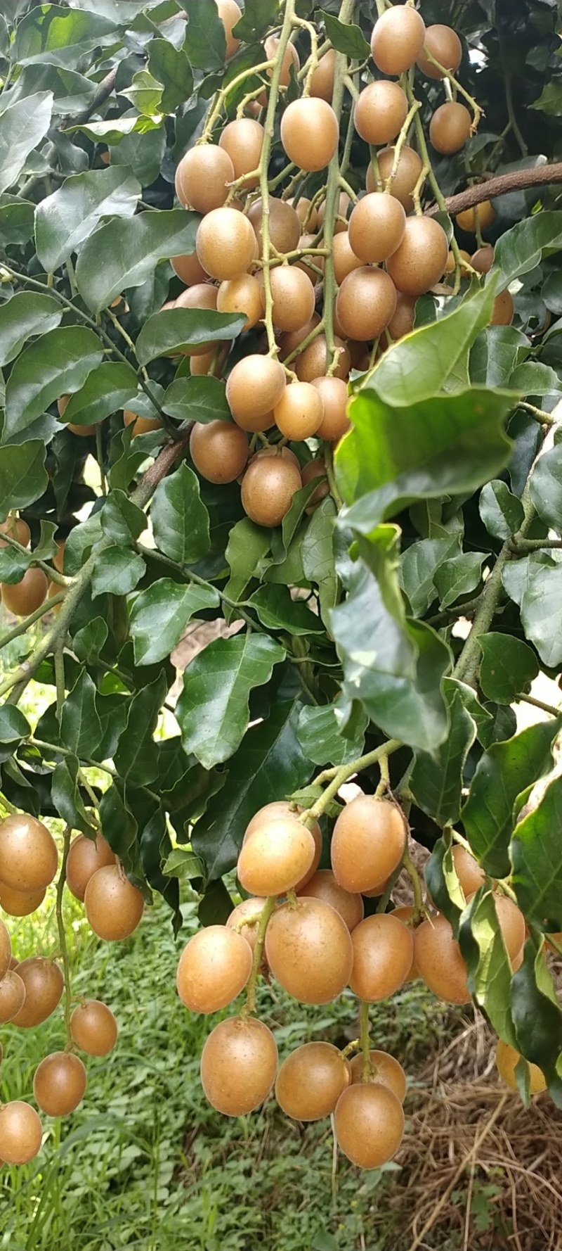 桂林阳朔黄皮果，口感好，颜色好，果肉多，水份充足