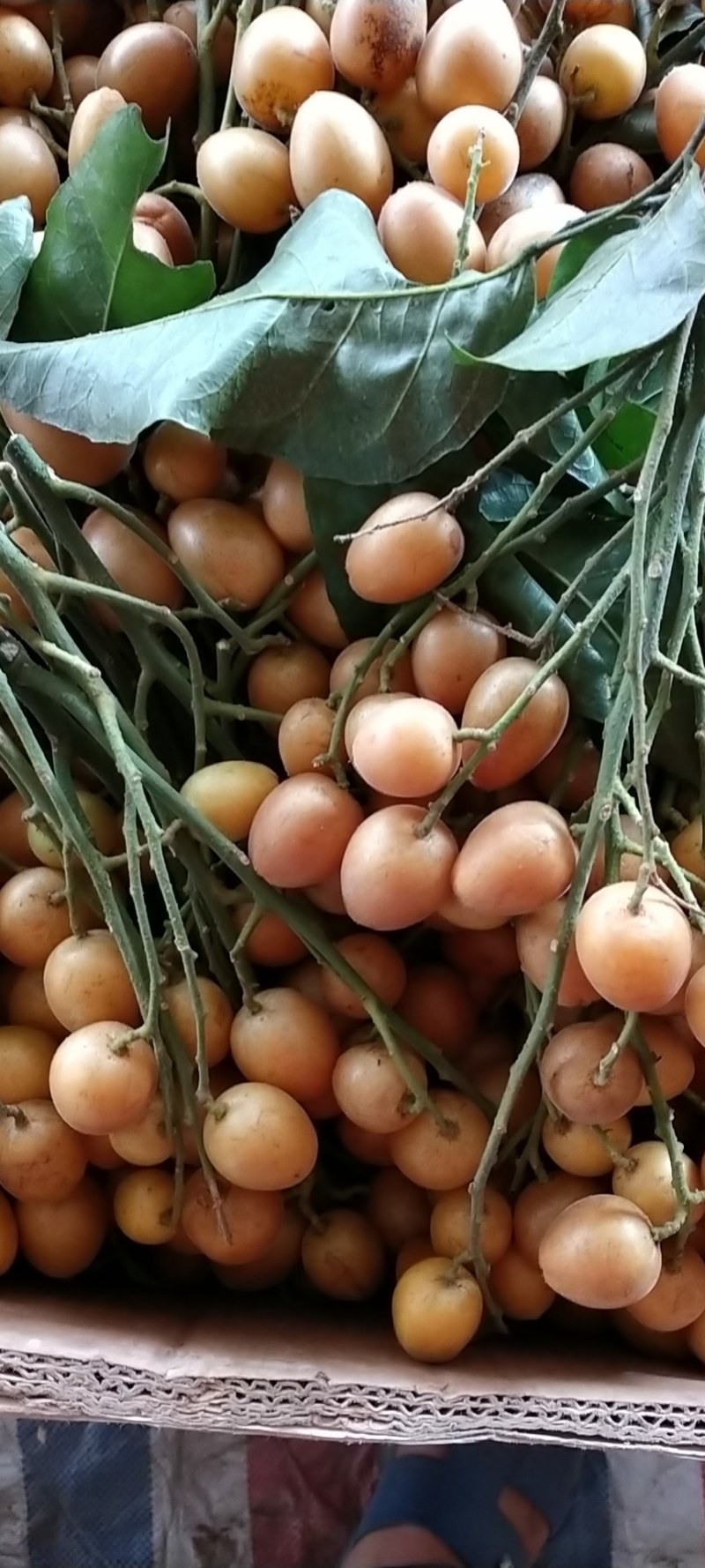 桂林阳朔黄皮果，口感好，颜色好，果肉多，水份充足