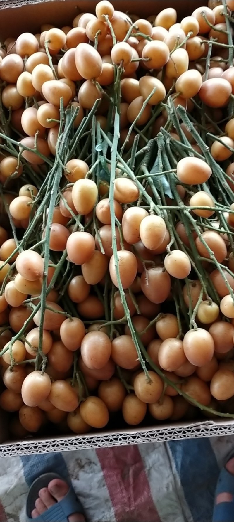 桂林阳朔黄皮果，口感好，颜色好，果肉多，水份充足