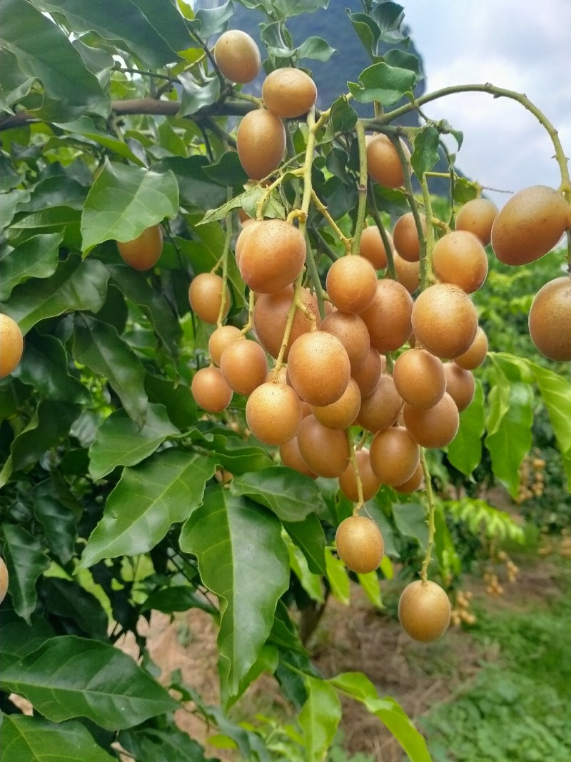 桂林阳朔黄皮果，口感好，颜色好，果肉多，水份充足