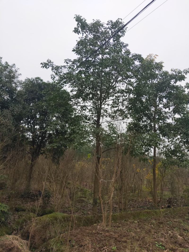 大量供应秋枫重阳木3-20公分