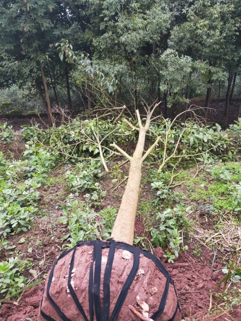 大量供应秋枫重阳木3-20公分