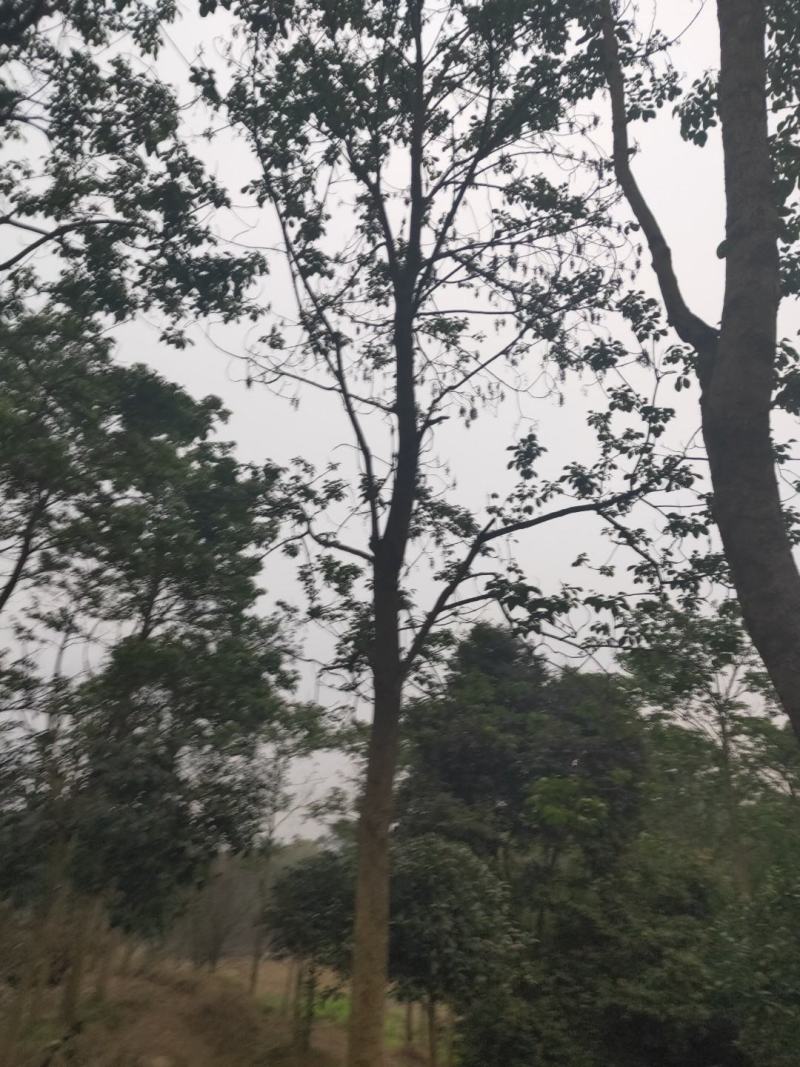 大量供应秋枫重阳木3-20公分