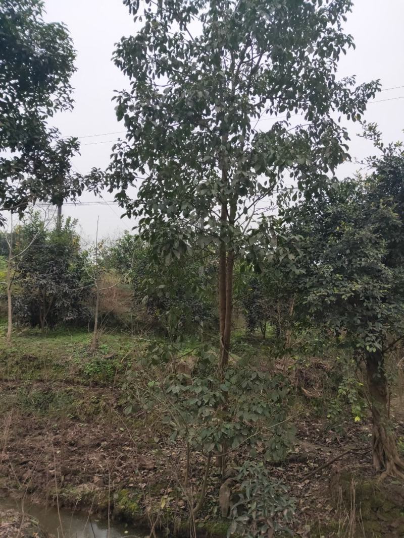 大量供应秋枫重阳木3-20公分