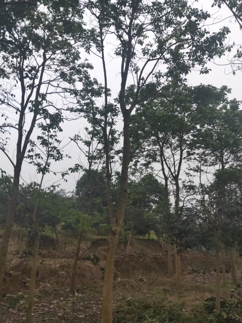 大量供应秋枫重阳木3-20公分