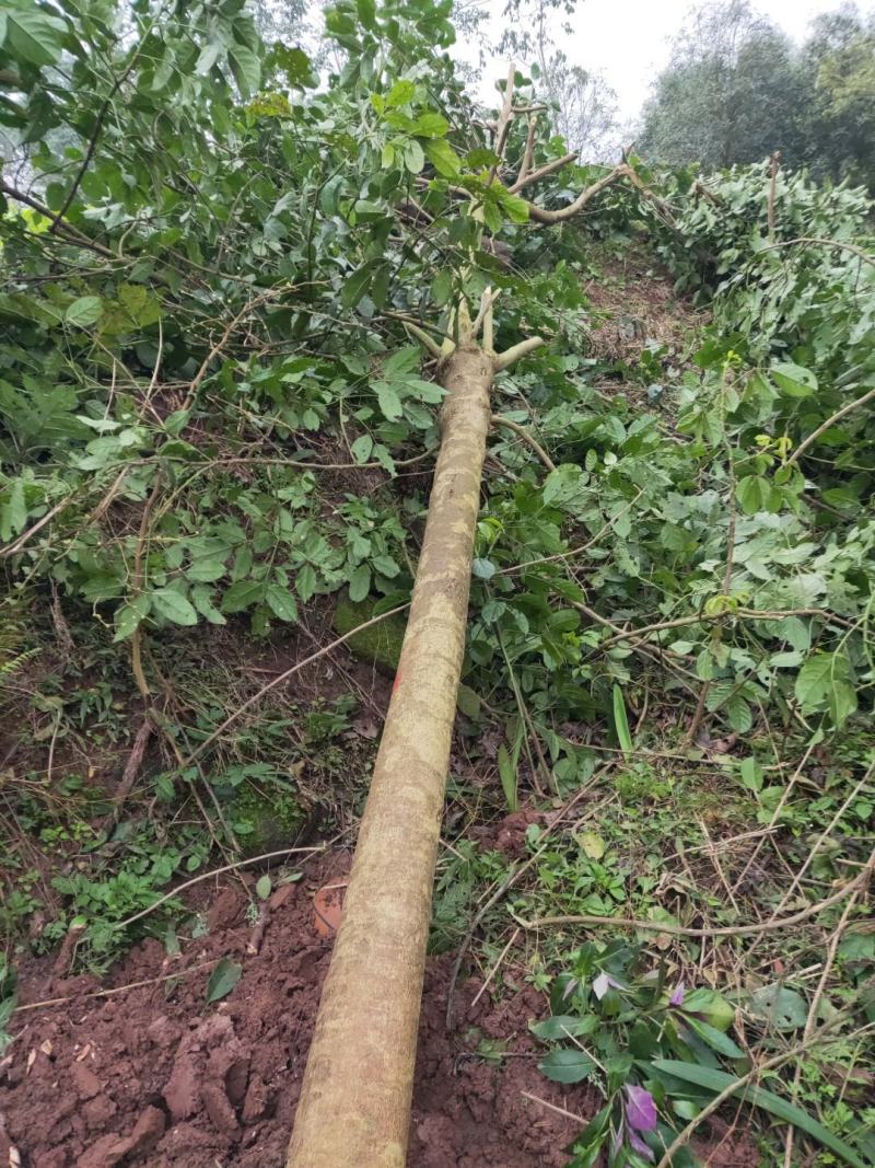 大量供应秋枫重阳木3-20公分