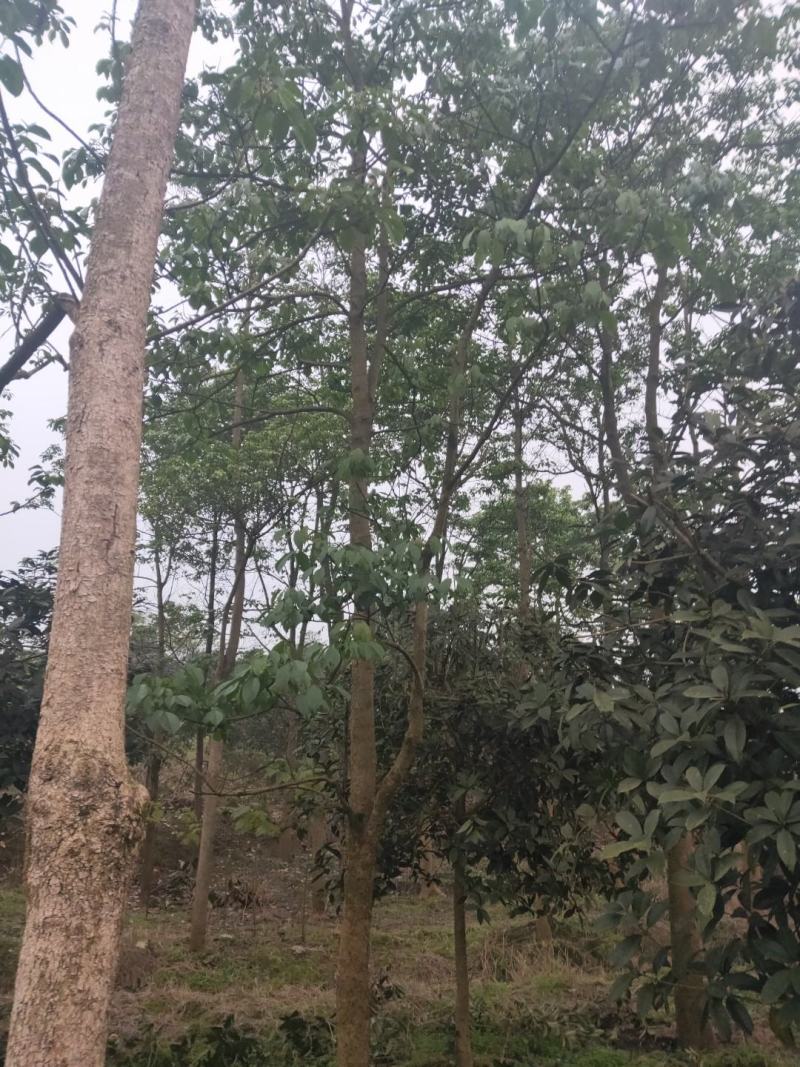 大量供应秋枫重阳木3-20公分