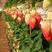 隋珠香野草莓苗：越秀，天仙醉，宁玉，粉玉二号草莓苗脱毒苗