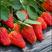 隋珠香野草莓苗：越秀，天仙醉，宁玉，粉玉二号草莓苗脱毒苗